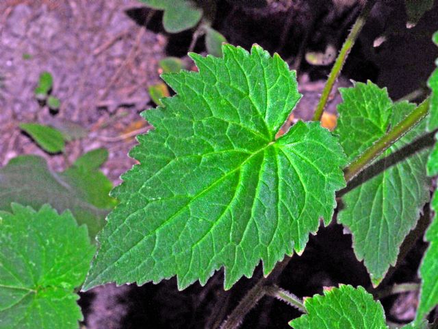 Fiori bianchi in Val Ferret:  Campanula trachelium